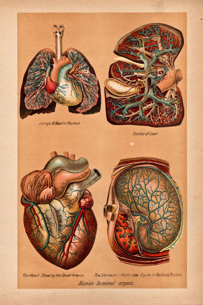 Lungs-liver-heart-stomach