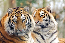 Tigers von Jeremy Sage
