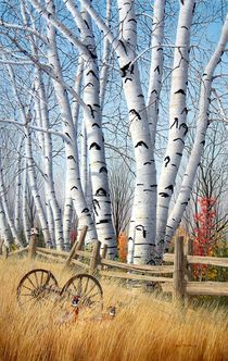 Birchtrees in October. by Conrad Mieschke