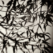 Leaves von Jaromir Hron