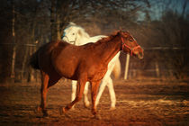Horses in the sunset light by holka