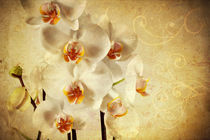 White Orchid by Peggy Graßler