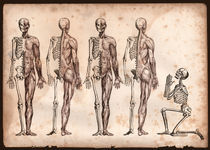 5 skeletons by Mark Strozier
