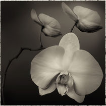 White Orchid by Cesar Palomino