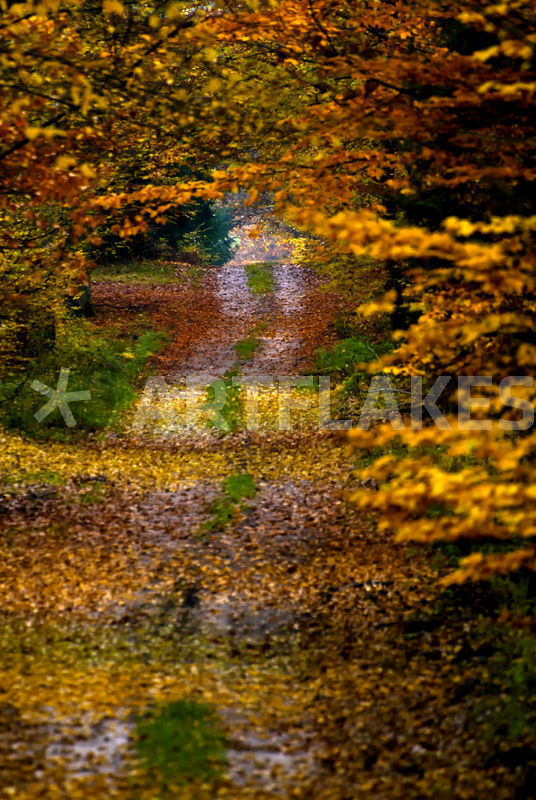Colorful Forest Path Photography Art Prints And Posters By Holka