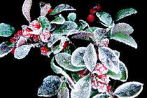 Frostbeere (frost berry) von corsza
