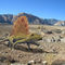 Dimetrodon-in-desert-f
