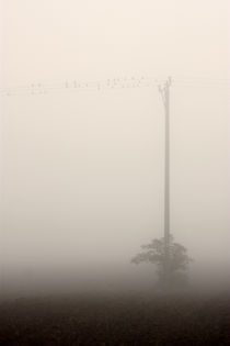 The mist by Melania Mazur
