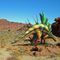 Kentrosaurus-in-desert-f