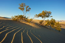 Death Valley dunes von Johan Elzenga