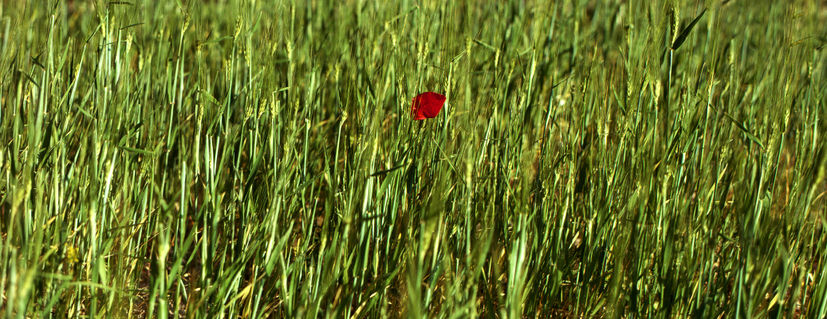 C-007-13-e-poppy-in-wheat-field
