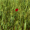 C-007-13-e-poppy-in-wheat-field