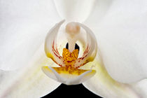 White orchid by holka
