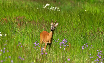 Rehbock auf Blumenwiese-wildlife von Wolfgang Dufner