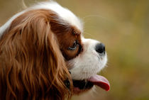 Cavalier portrait by holka