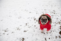 Winter + dog by carlos sanchez pereyra