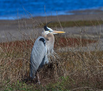 Great Blue Heron by Louise Heusinkveld