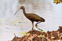 White Faced Ibis by Louise Heusinkveld