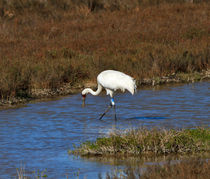 Whooping Crane by Louise Heusinkveld