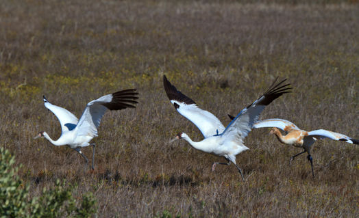 Whooping-cranes-taking-off1024