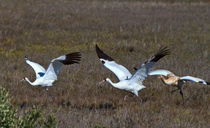 Whooping Cranes, Parents and Chick in Flight by Louise Heusinkveld