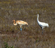 Whooping Cranes, Parent and Chick von Louise Heusinkveld