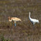 Whooping-cranes1019
