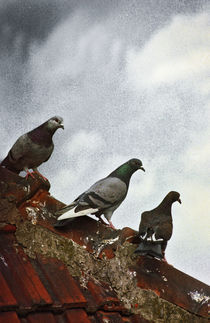 Pigeons 2 by Razvan Anghelescu