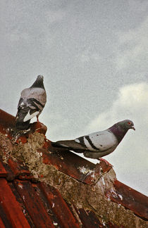 Pigeons 1 by Razvan Anghelescu