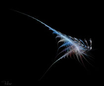 Cyber shrimp by Raffaella Lunelli