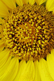 Sunflower 7 by Razvan Anghelescu