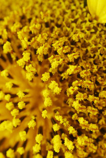 Sunflower 6 by Razvan Anghelescu