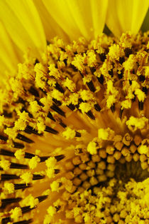 Sunflower 3 by Razvan Anghelescu