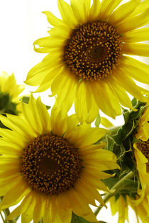 Sunflower 1 von Razvan Anghelescu