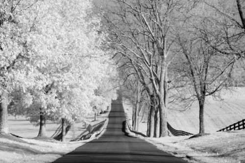 Infrared-landscape-street-with-bare-trees-on-one-side-and-leaves-on-the-other-m-kloth-mg-1920