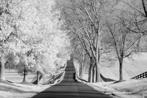 Infrared-landscape-street-with-bare-trees-on-one-side-and-leaves-on-the-other-m-kloth-mg-1920