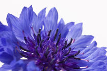 Blue Cornflower by Michael Kloth