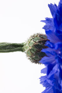 Blue Cornflower by Michael Kloth