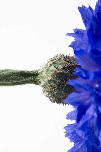 Michael-kloth-blue-corn-flower-1705