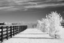 Trees and Fence by Michael Kloth