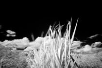 Desert Grasses von Michael Kloth