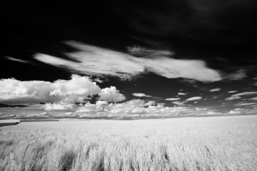 Michael-kloth-ir-landscape-wheat-2815