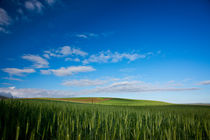 Wheat and Sky von Michael Kloth