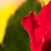 Macro photograph of a rose by Michael Kloth