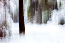 Snow In The Forest von Marc Garrido Clotet