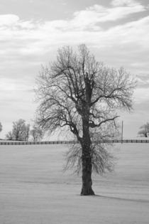 Winter Walnut Tree by Michael Kloth