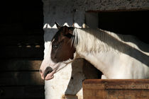 Pinto horse von Raffaella Lunelli