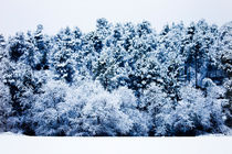 Snow Covered Forest by Marc Garrido Clotet