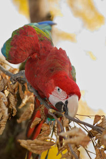Scarlet Macaw von Andreas Müller