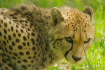 Cheetah von Andreas Müller